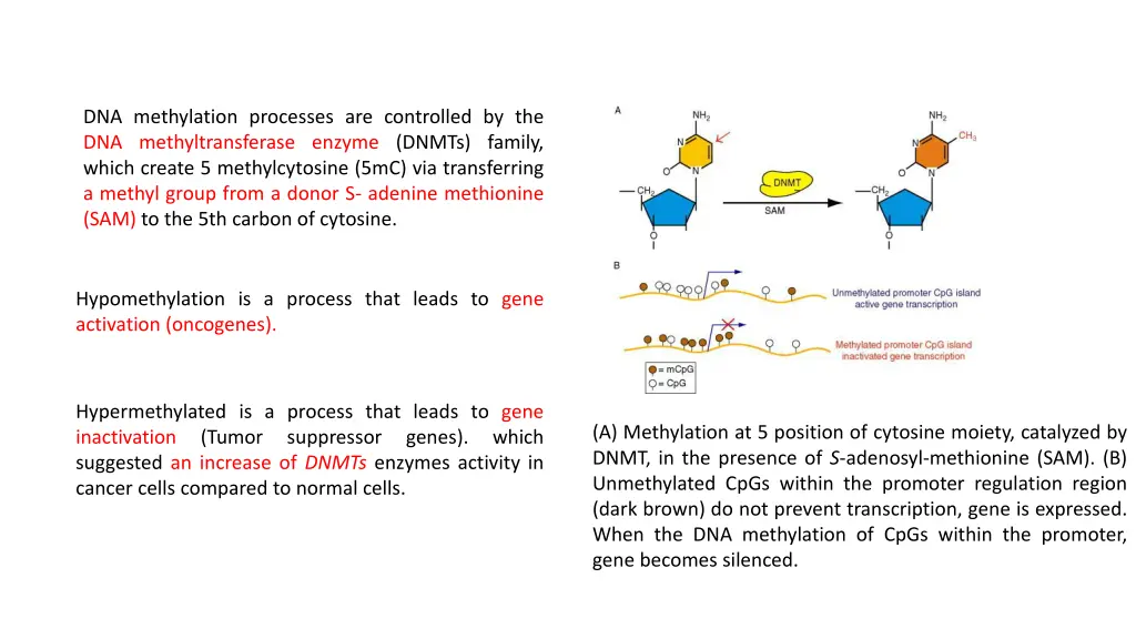 dna methylation processes are controlled