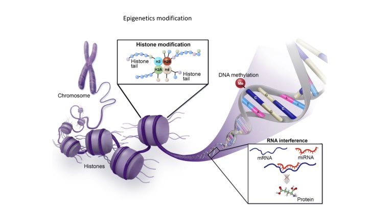 epigenetics modification