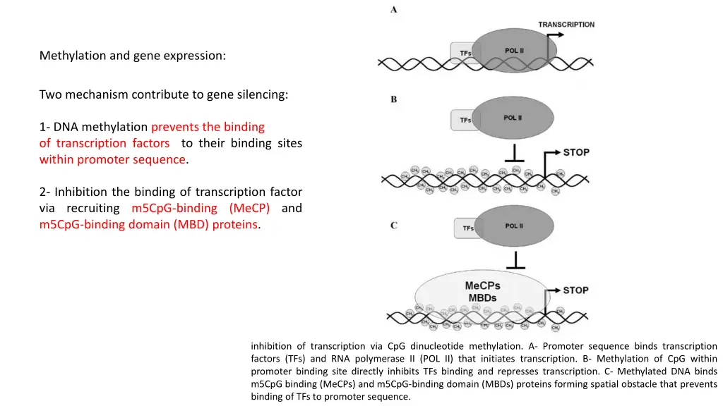 methylation and gene expression