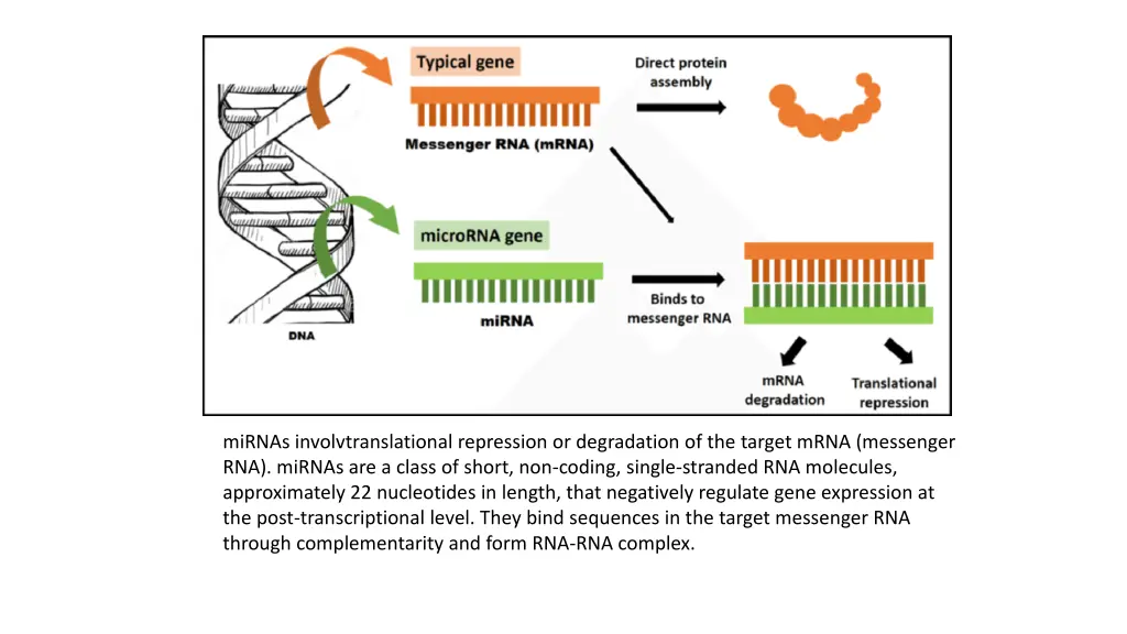 mirnas involvtranslational repression