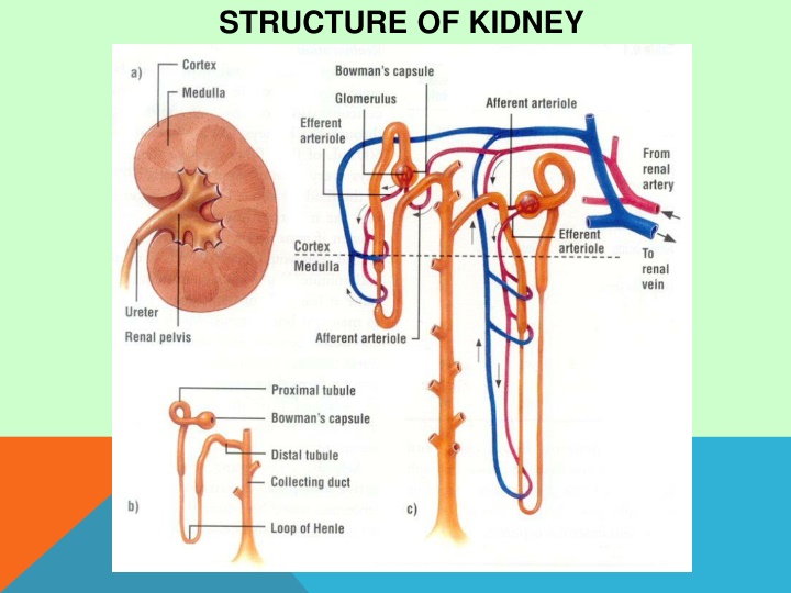 structure of kidney