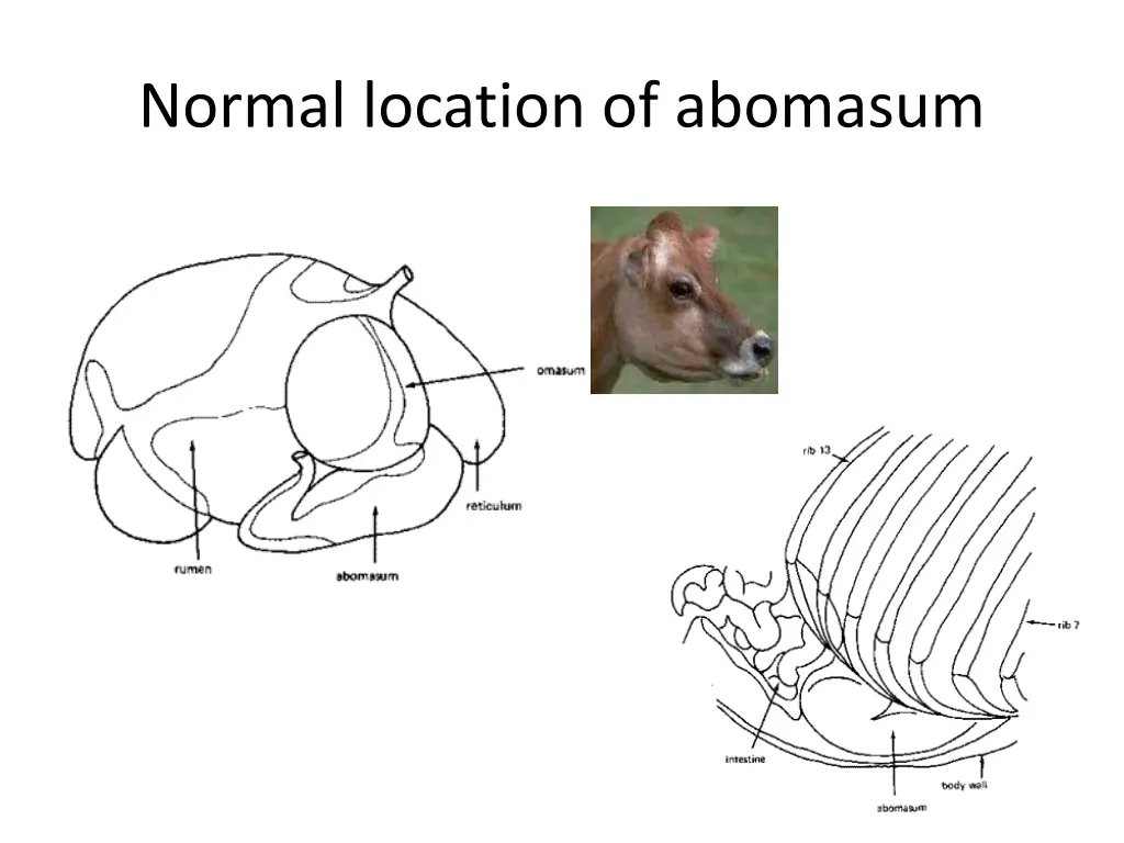 normal location of abomasum