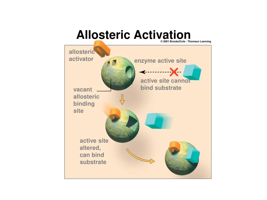 allosteric activation