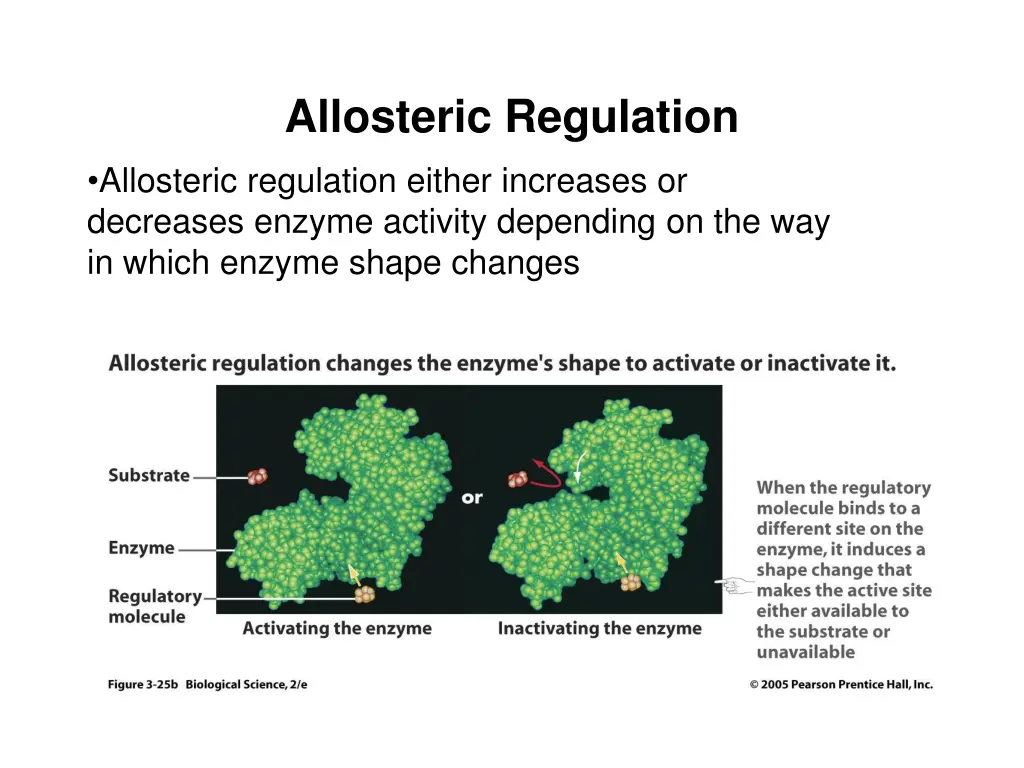 allosteric regulation allosteric regulation