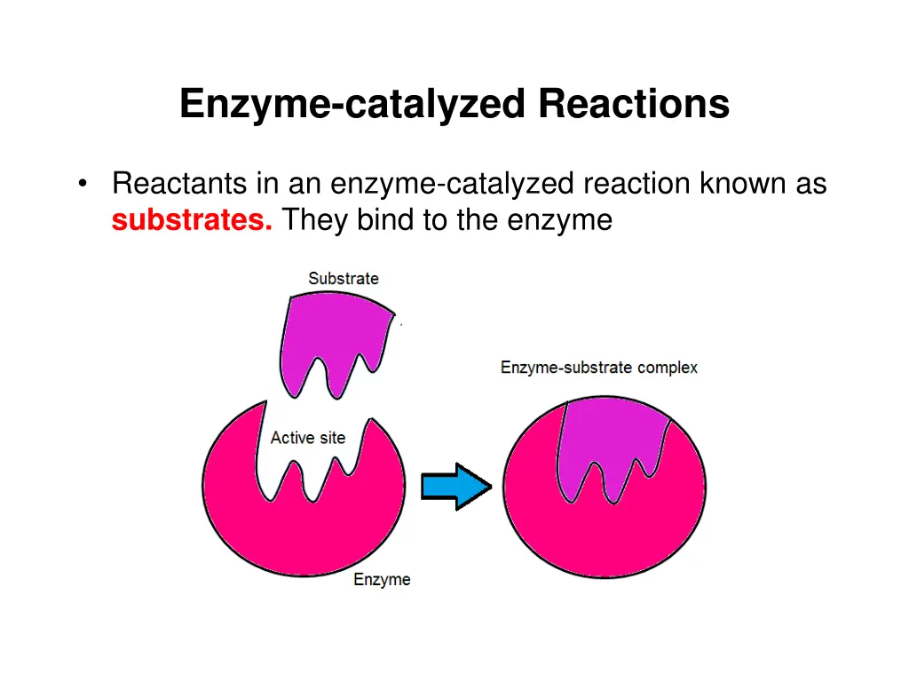 enzyme catalyzed reactions