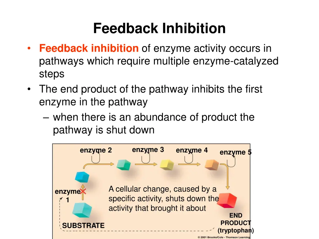 feedback inhibition feedback inhibition of enzyme