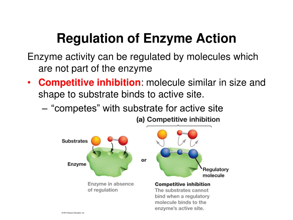 regulation of enzyme action enzyme activity