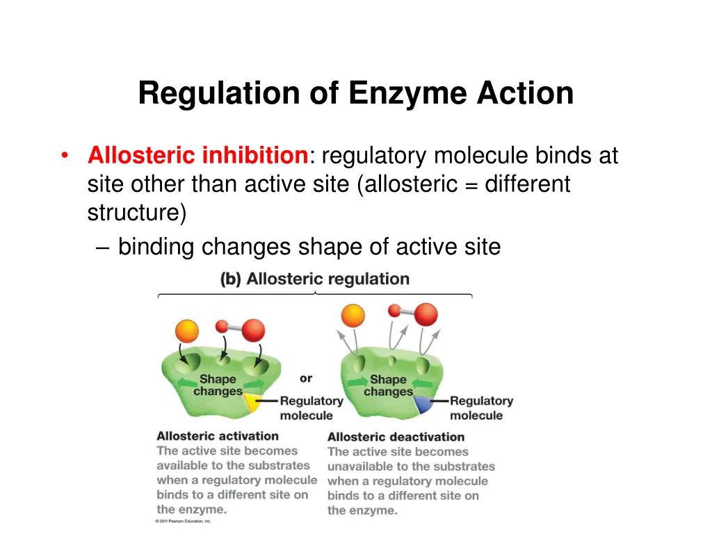 regulation of enzyme action