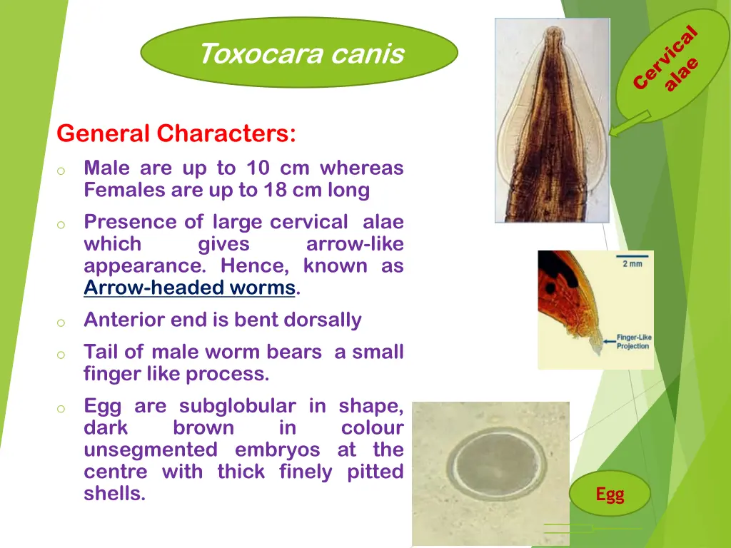 toxocara canis 1