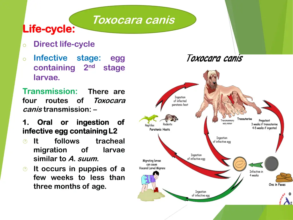 toxocara canis 2