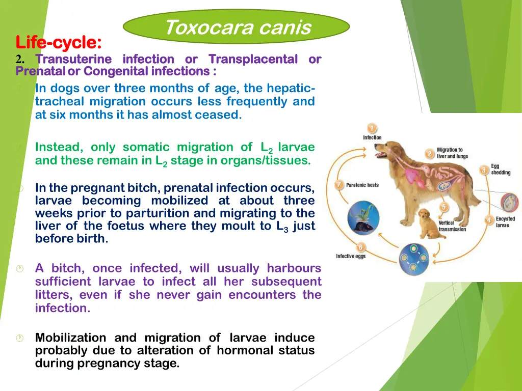 toxocara canis 3