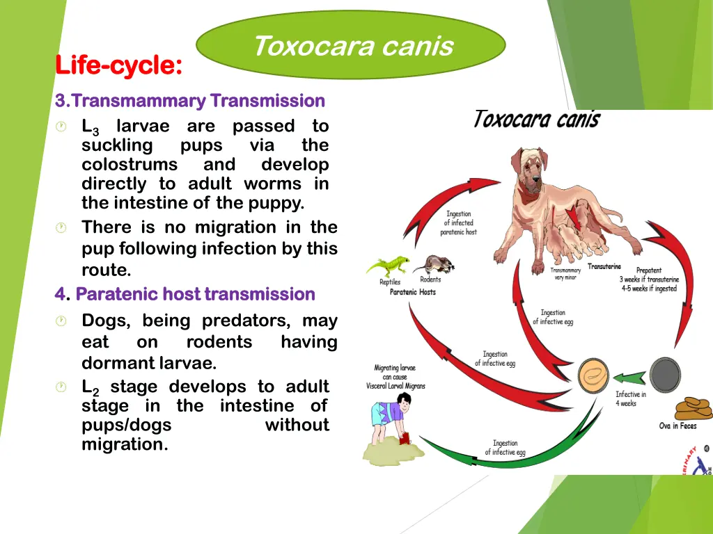 toxocara canis 5