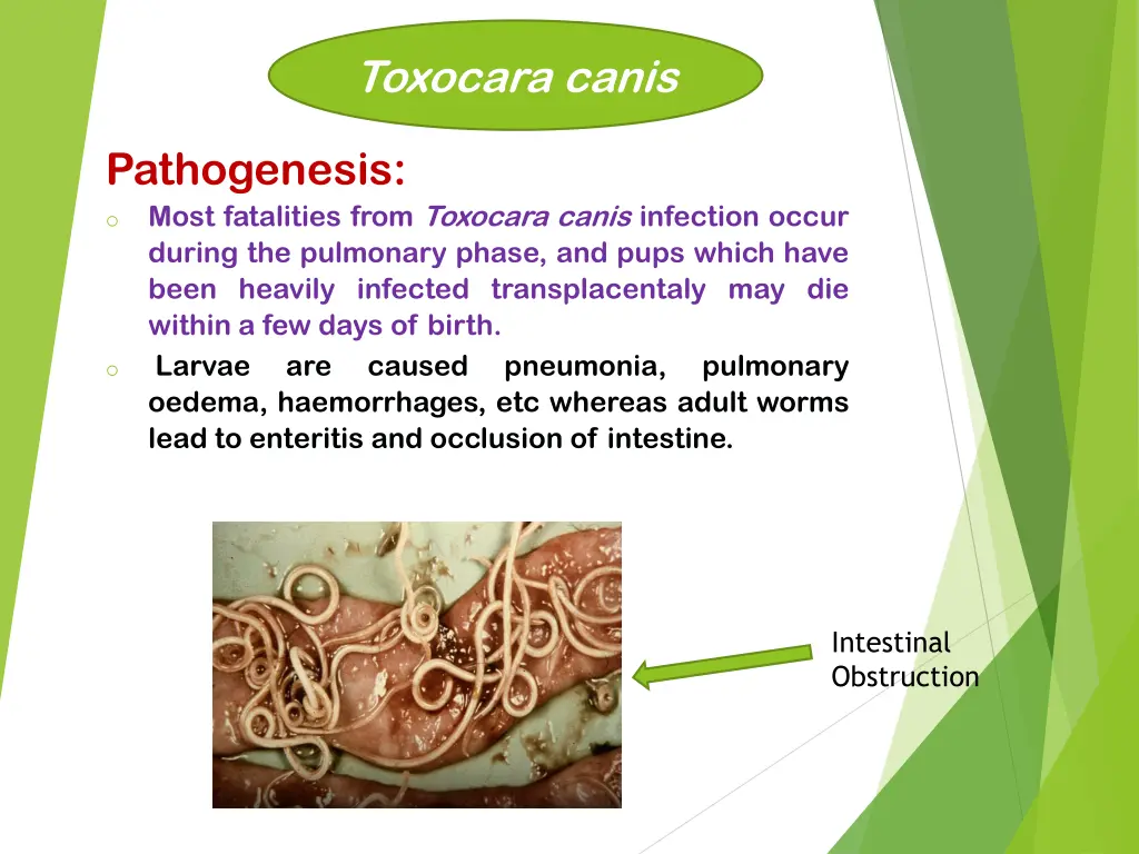 toxocara canis 6