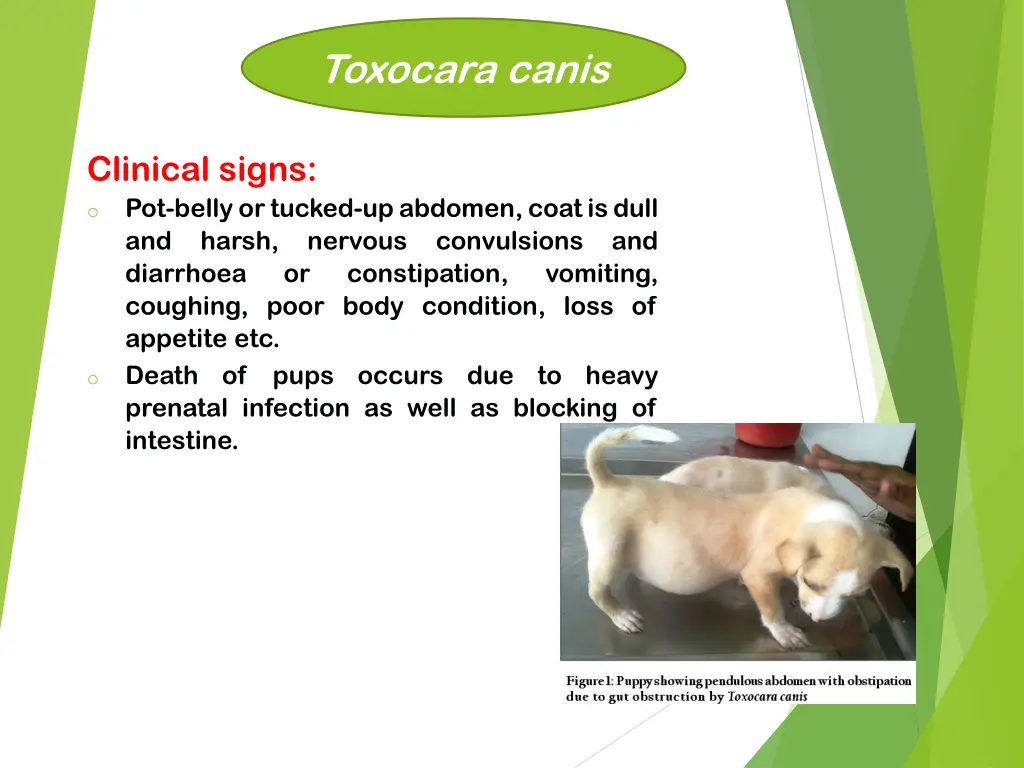 toxocara canis 7