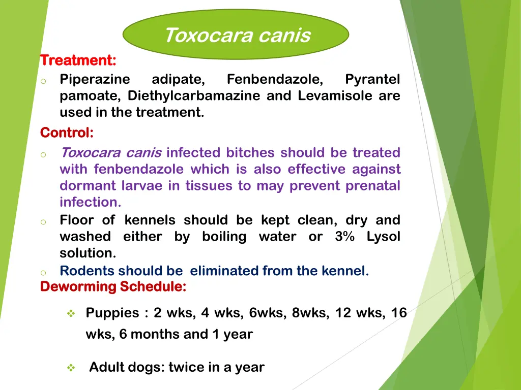 toxocara canis 9