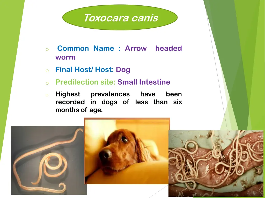 toxocara canis