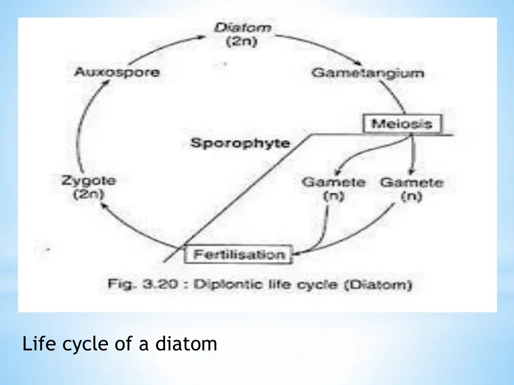 life cycle of a diatom