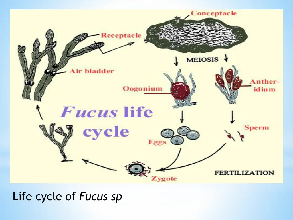 life cycle of fucus sp