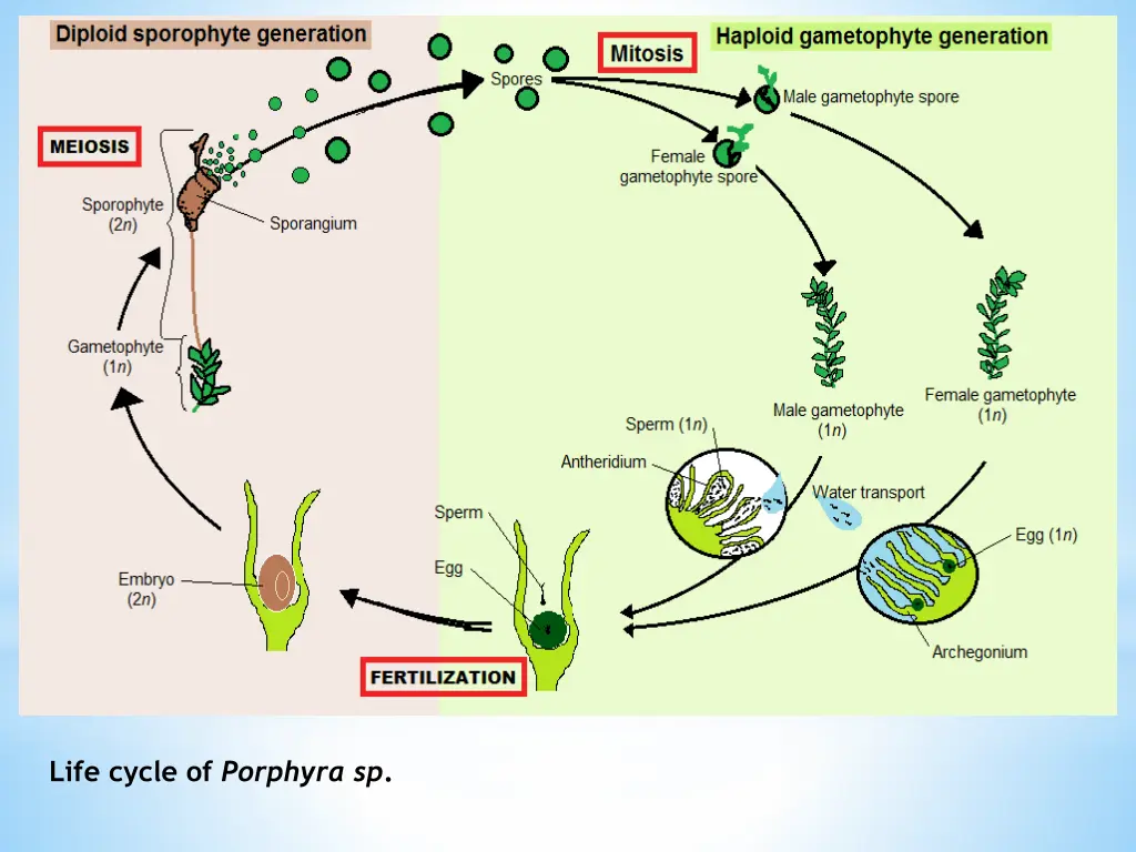 life cycle of porphyra sp