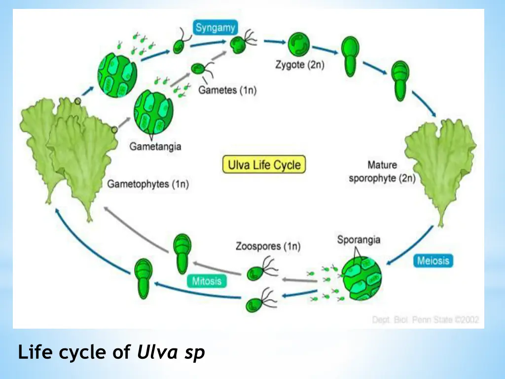 life cycle of ulva sp