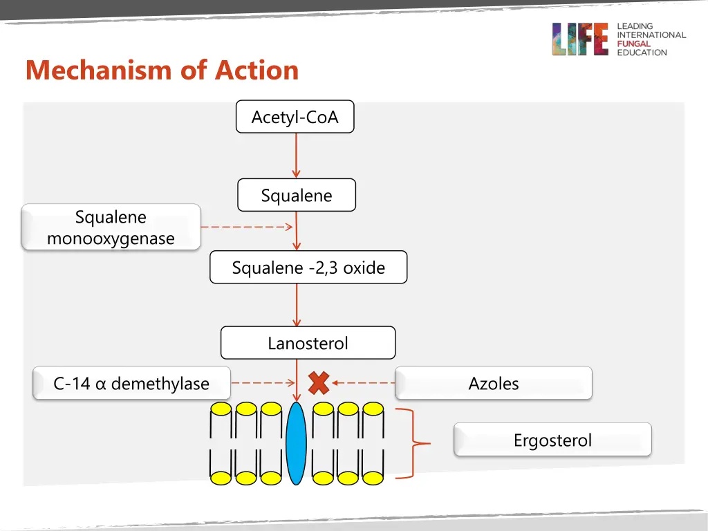 mechanism of action 1