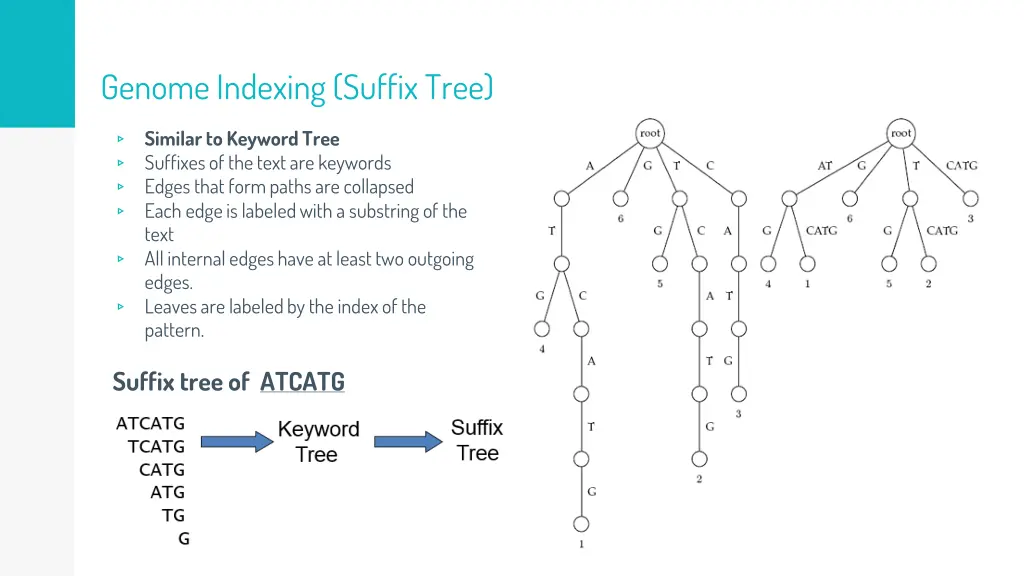 genome indexing suffix tree