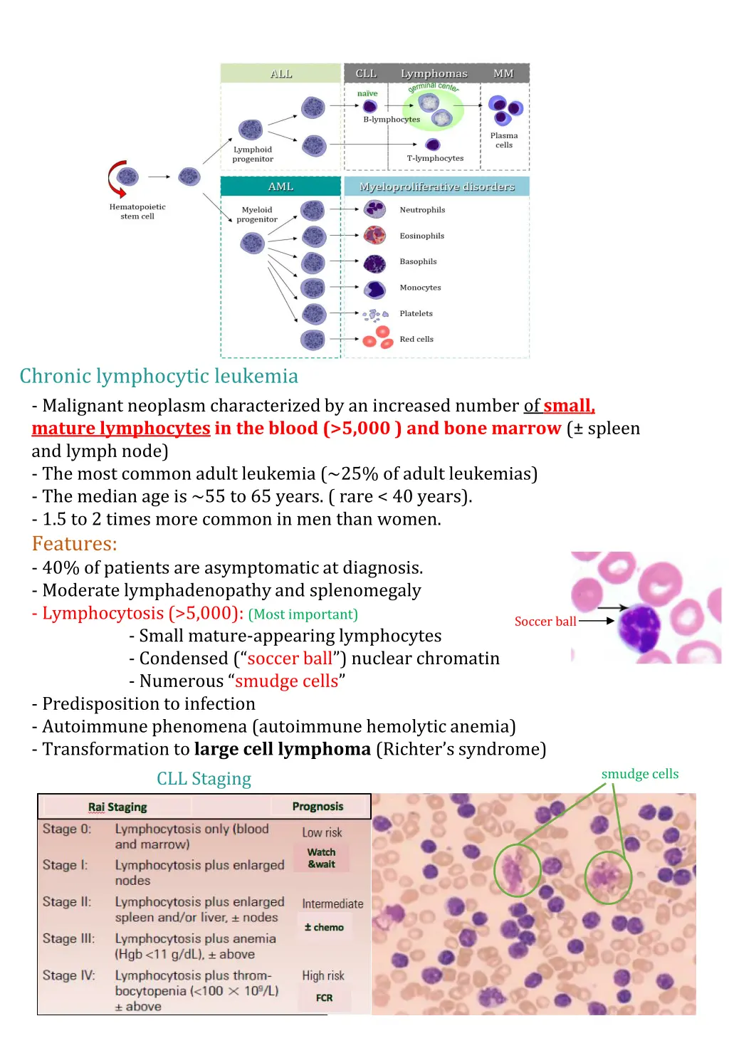 chronic lymphocytic leukemia malignant neoplasm