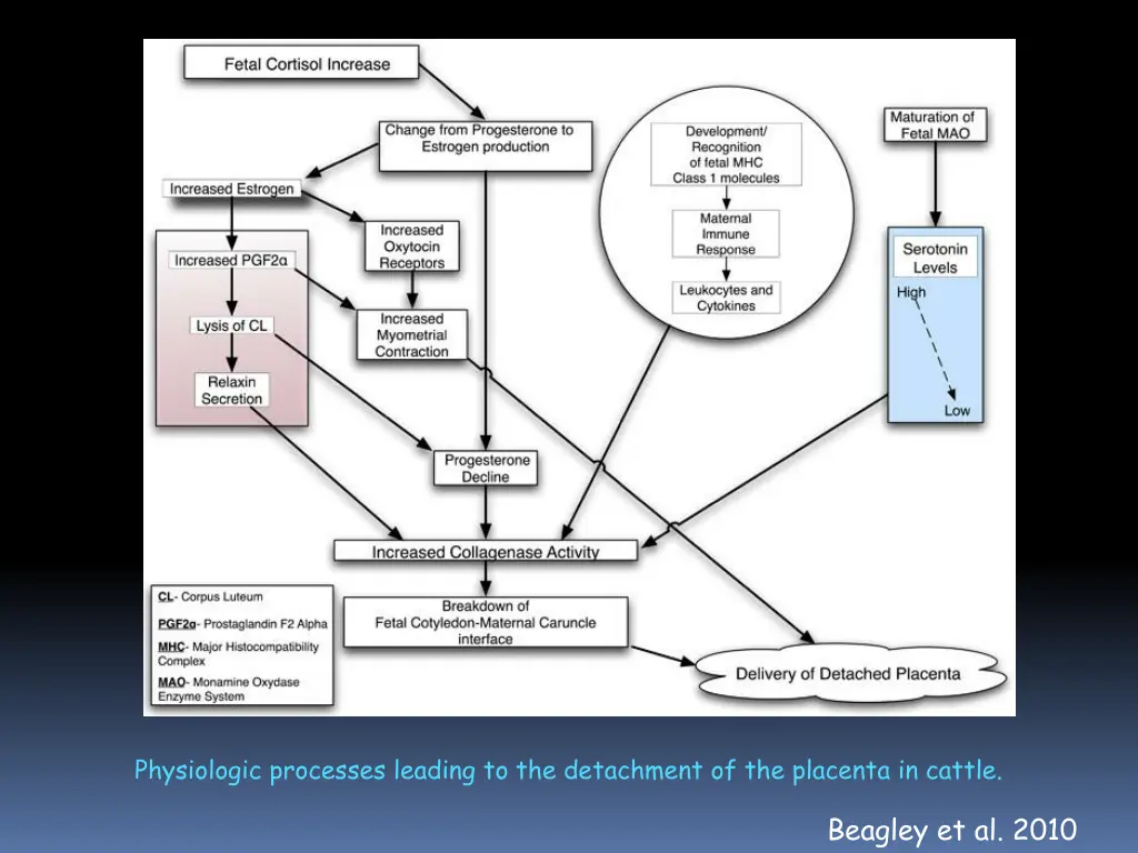 physiologic processes leading to the detachment