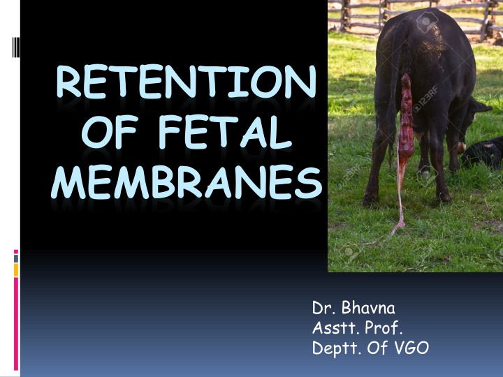 retention of fetal membranes