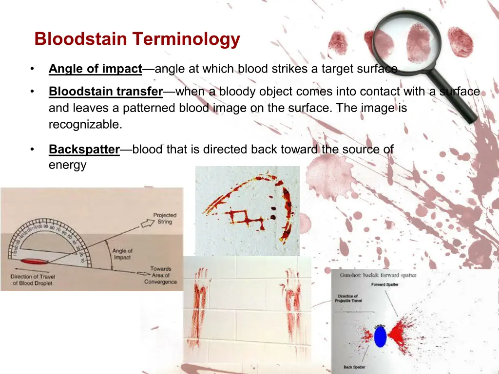 bloodstain terminology