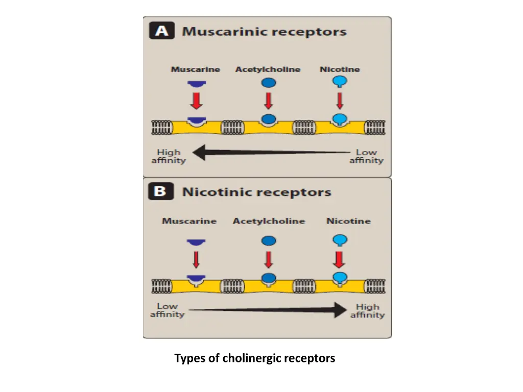 types of cholinergic receptors