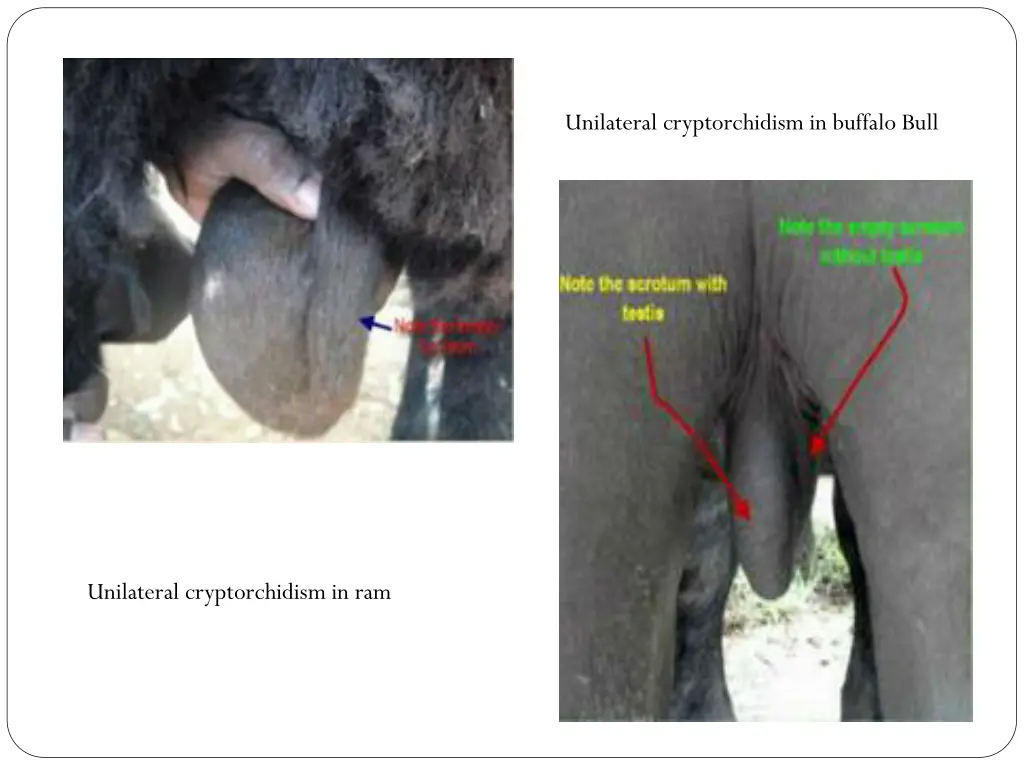 unilateral cryptorchidism in buffalo bull