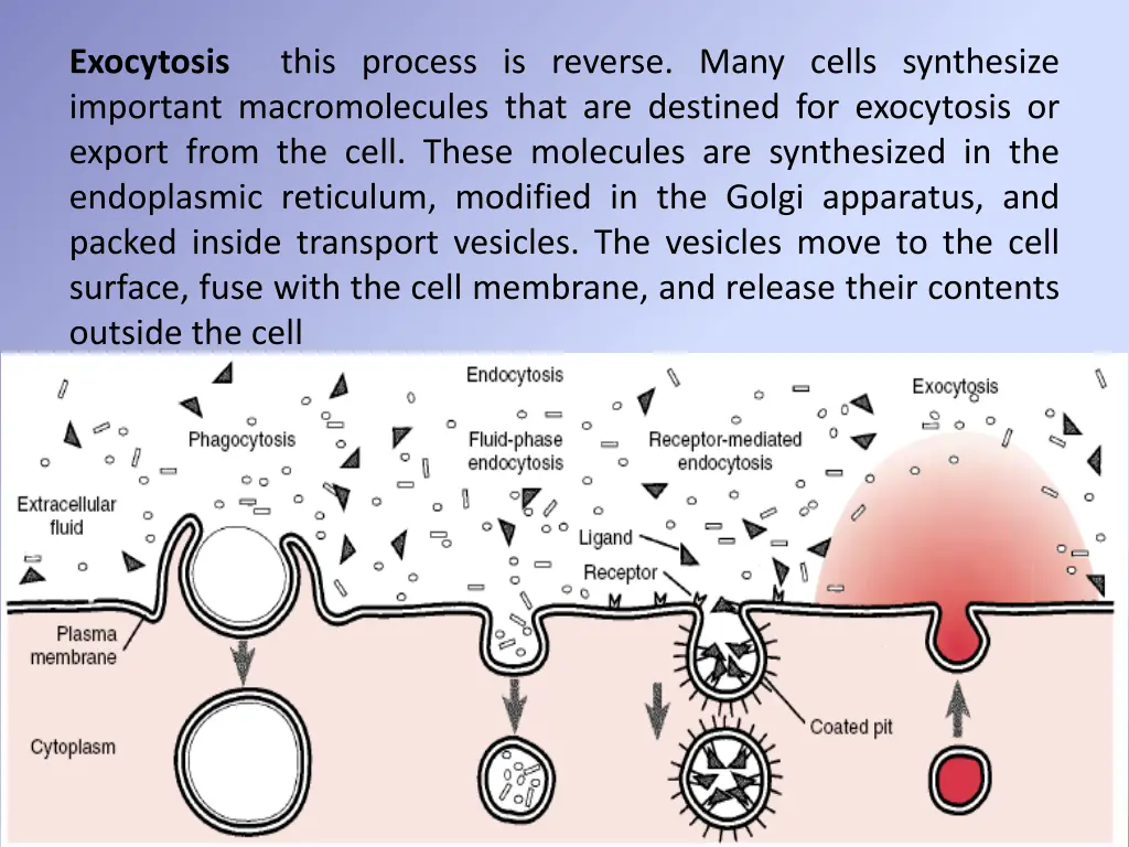 exocytosis important macromolecules that