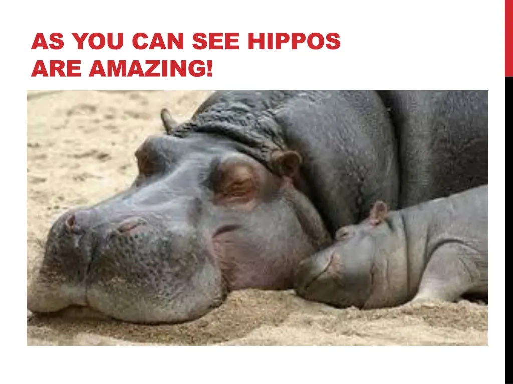 as you can see hippos are amazing