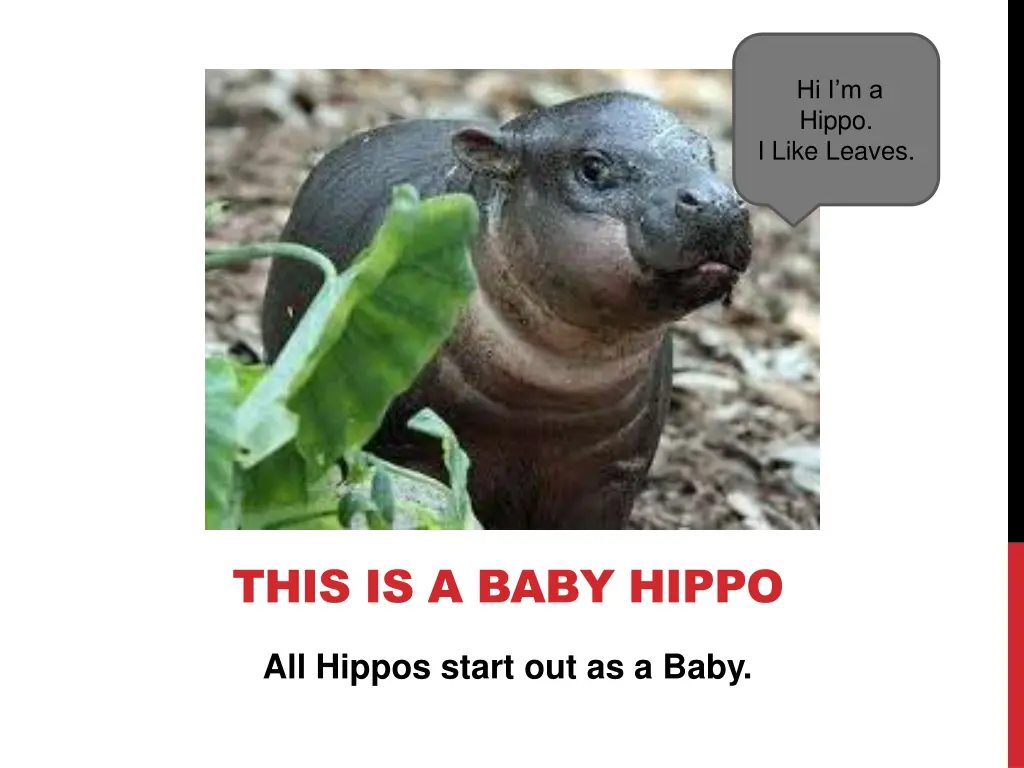 hi i m a hippo i like leaves