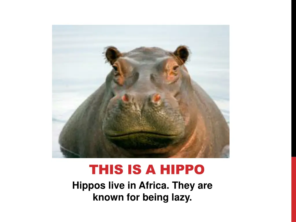 this is a hippo