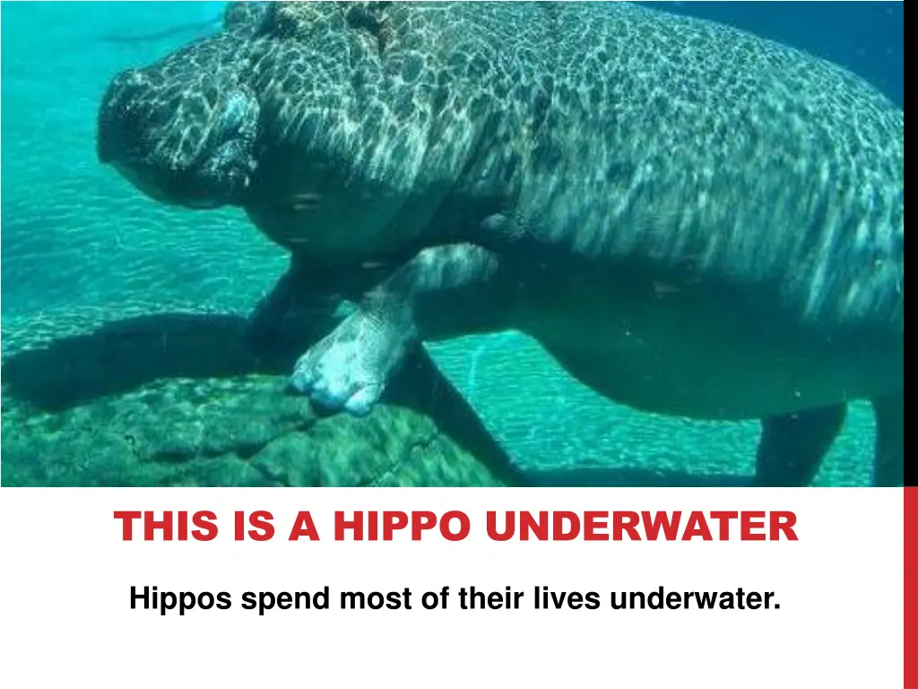 this is a hippo underwater