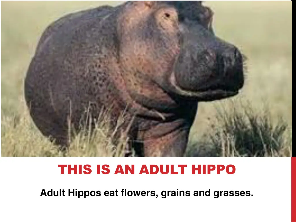 this is an adult hippo