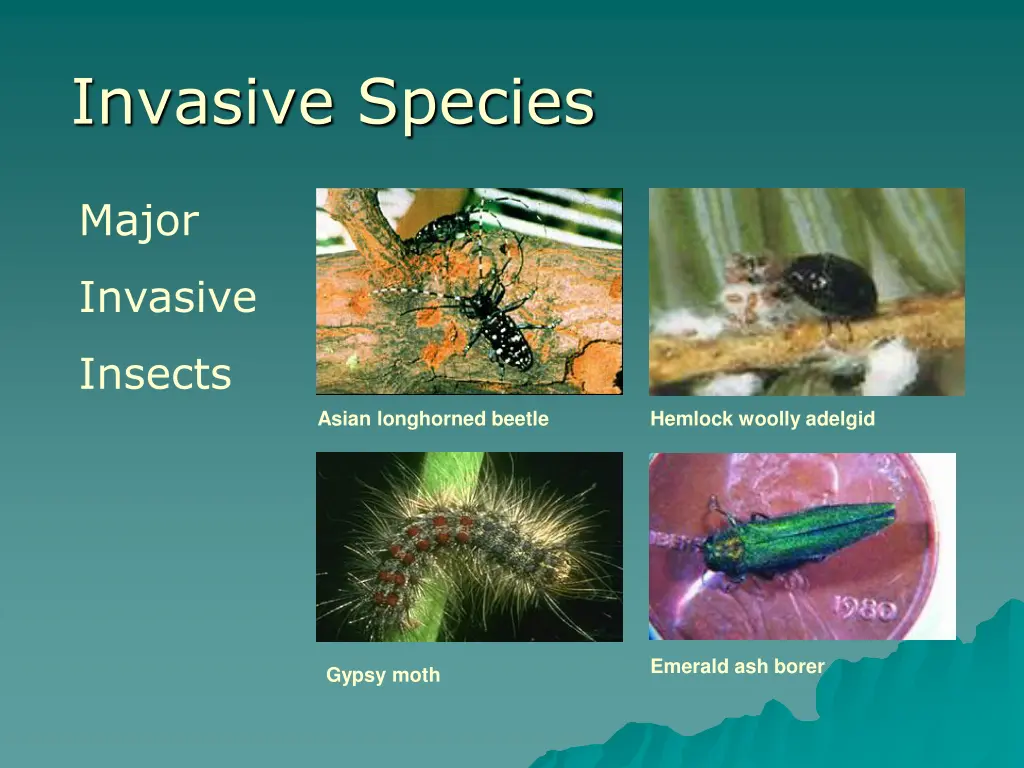 invasive species 4