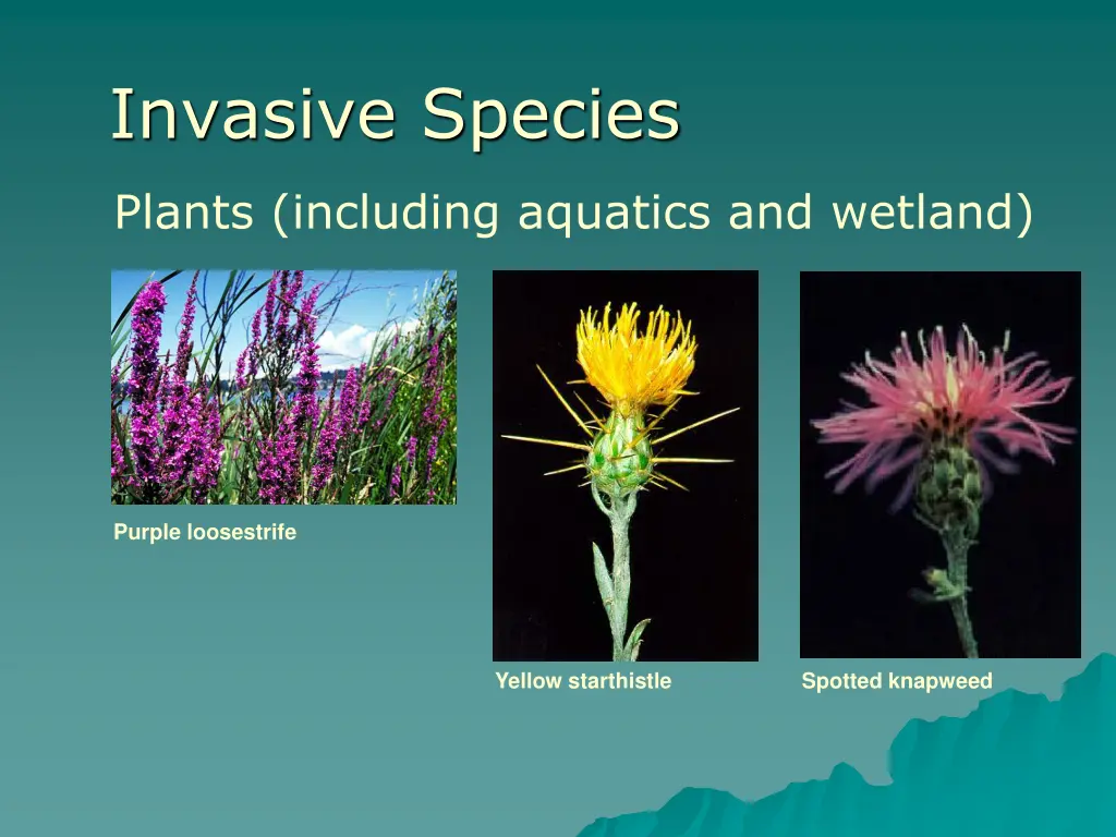 invasive species 7