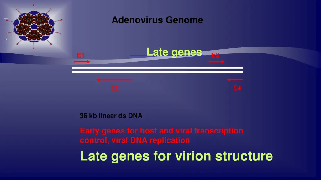 adenovirus genome