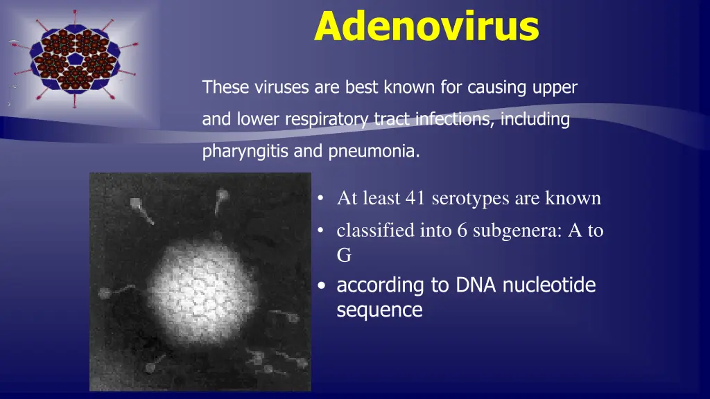 adenovirus