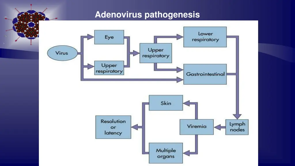 adenovirus pathogenesis