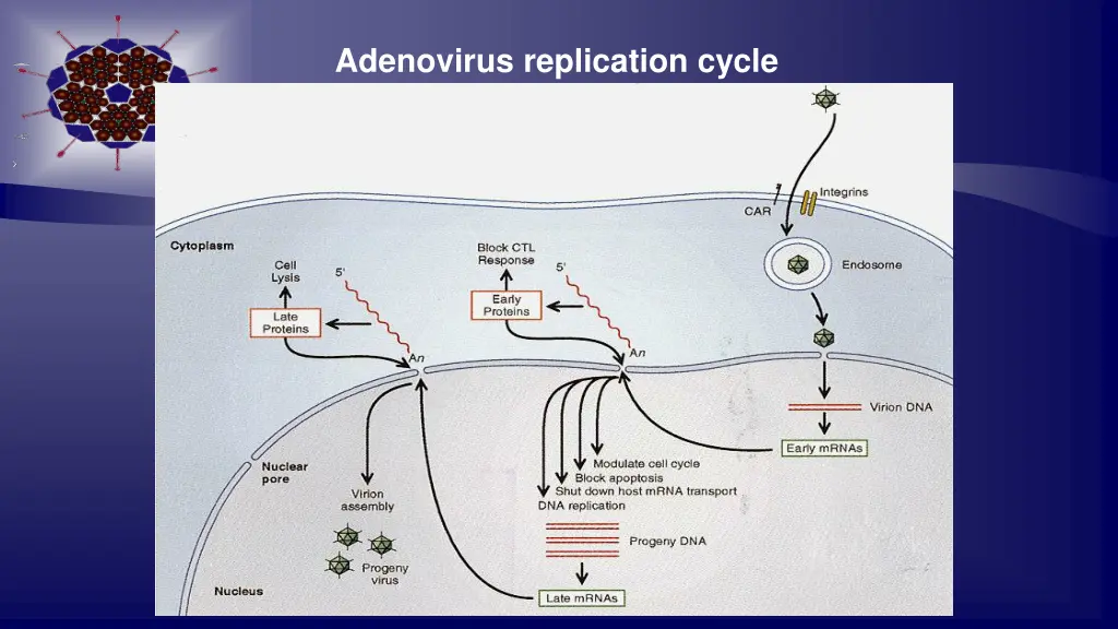 adenovirus replication cycle