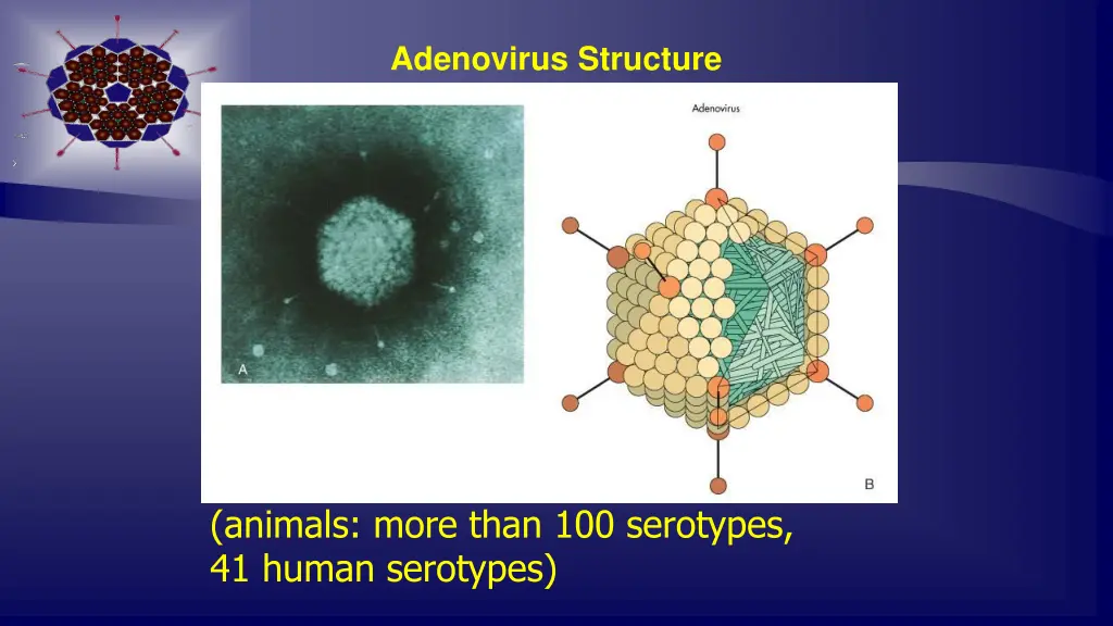 adenovirus structure