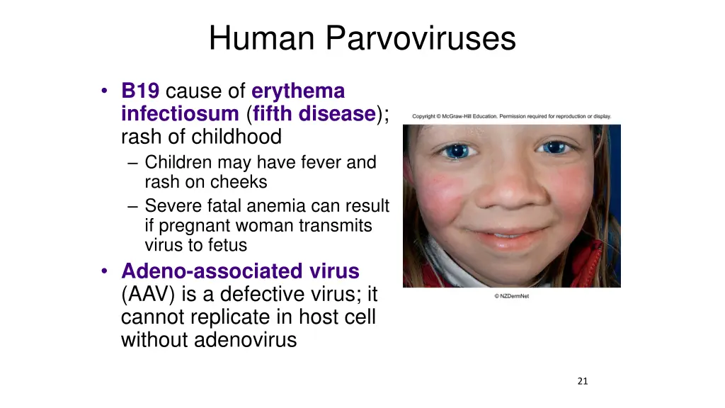 human parvoviruses