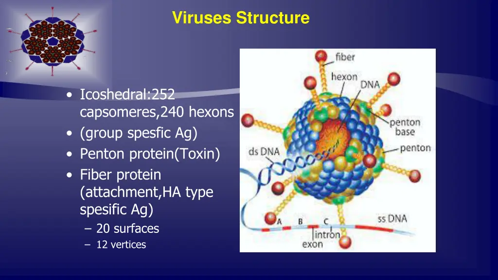 viruses structure