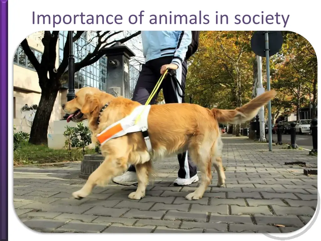 importance of animals in society 3