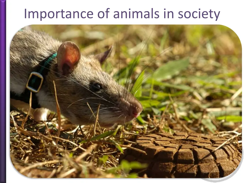 importance of animals in society 4