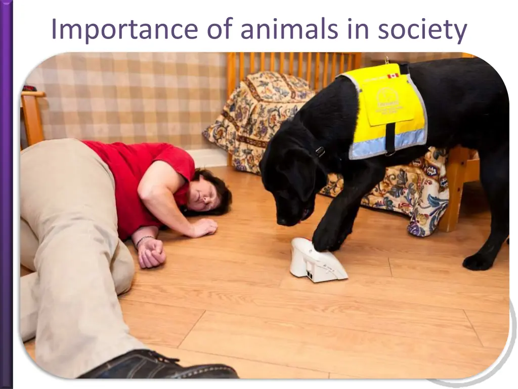 importance of animals in society 5